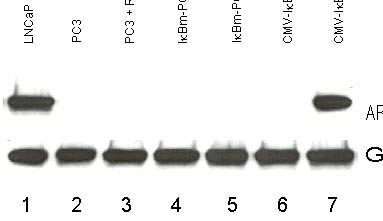 Background - Western Background - Western
