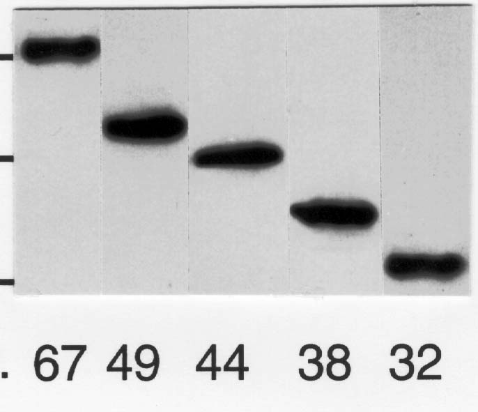 Band Detail - Photograph Band Detail - Photograph