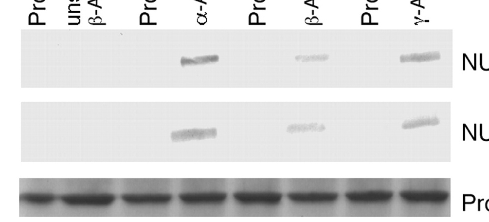 Band Detail - JBC 2B Band Detail - JBC 2B